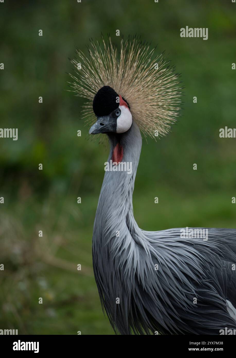 Un colpo di testa e spalla rivolto in avanti di una gru coronata grigia, Balearica regulorum. Primo piano e ben concentrato. Eleganza e bellezza dal collo lungo. Foto Stock