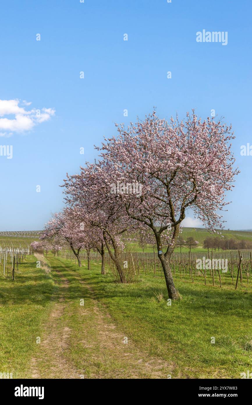 Mandorli in fiore in un paesaggio primaverile sotto un cielo azzurro limpido con una pista sterrata in primo piano, Siebeldingen, Palatinato meridionale, Palatinato Foto Stock