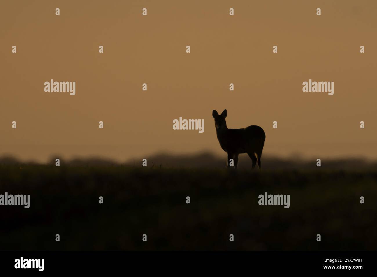 Cervo d'acqua cinese (Hydropotes inermis) silhouette di animale adulto in piedi su una collina al tramonto, Inghilterra, Regno Unito, Europa Foto Stock