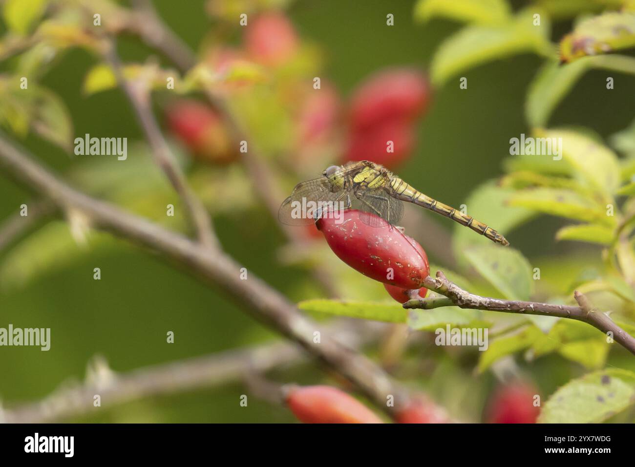 Insetto comune darter (Sympetrum striolatum) femmina adulto su un frutto rosehip in autunno, Inghilterra, Regno Unito, Europa Foto Stock