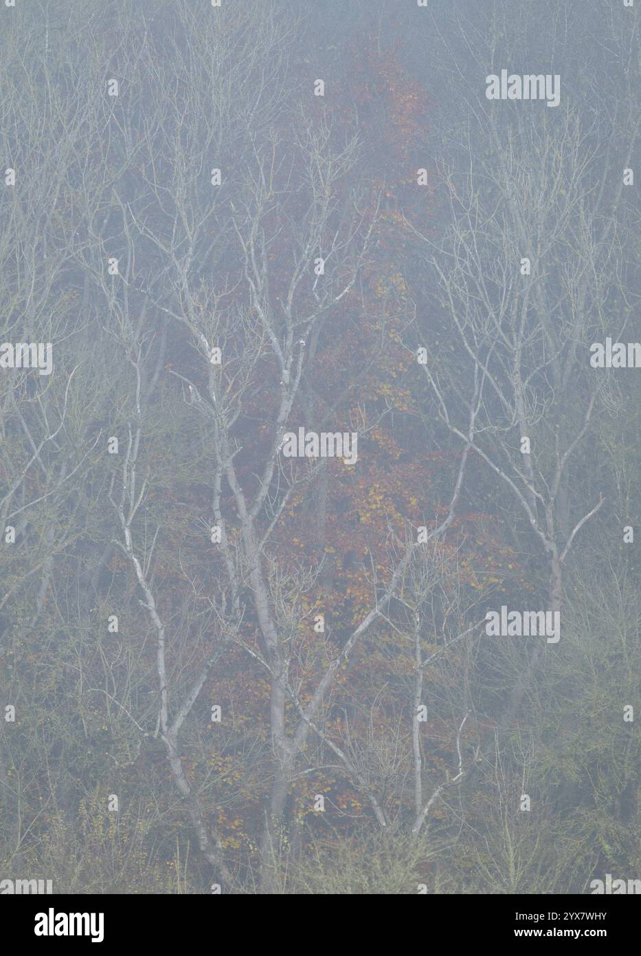 Bordo della foresta con alberi in autunno con foglie gialle scolorite, nebbia, Turingia, Germania, Europa Foto Stock
