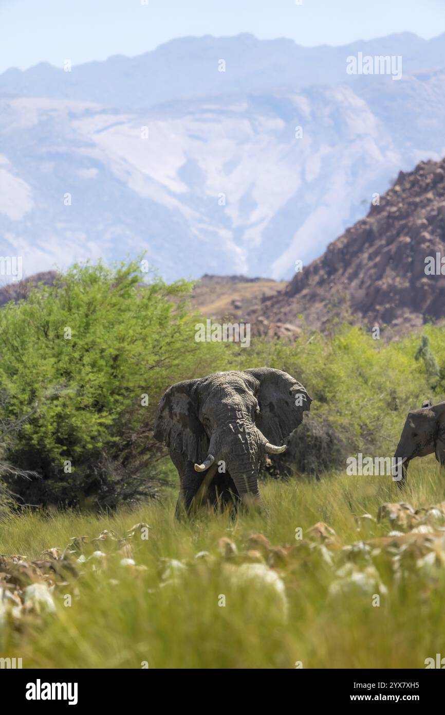 Elefante africano (Loxodonta africana), nella verde valle del fiume Ugab, elefante del deserto e mandria di capre, conflitto tra fauna selvatica e umani, Damara Foto Stock