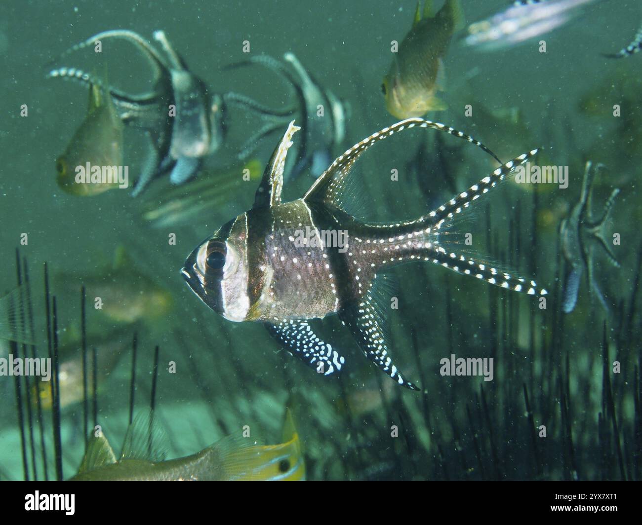 Una scuola di pesci cardinali Banggai a strisce (Pterapogon kauderni) che nuotano vicino a Diadema setosum, sito di immersione Secret Bay, Gilimanuk, Bali, Indonesia, Asia Foto Stock