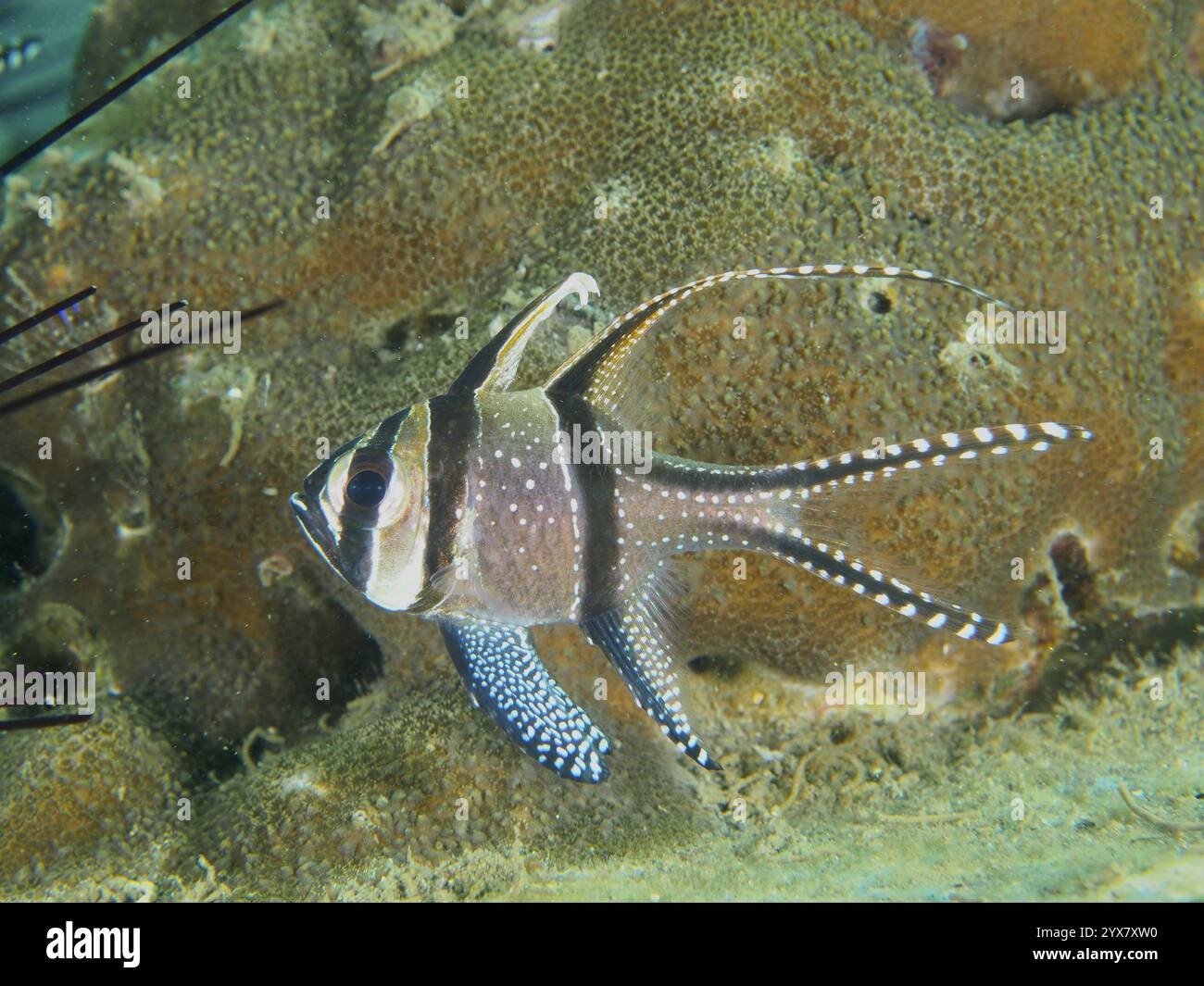 Un cardinalfish di Banggai (Pterapogon kauderni) con lunghe pinne che nuotano vicino a una barriera corallina, sito di immersione Secret Bay, Gilimanuk, Bali, Indonesia, Asia Foto Stock