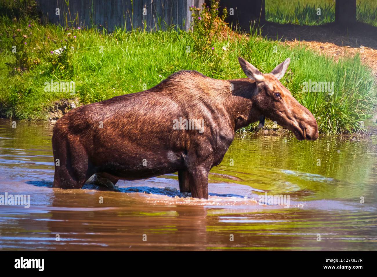 Alce femmina in piedi nello stagno nelle calde giornate estive, Quebec Canada Foto Stock