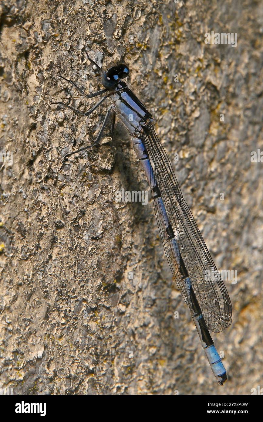 Una damigella maschio dalla coda blu, Ischnura elegans, appoggiata su un pannello di cemento alla luce del sole. Primo piano, ben concentrato con dettagli eccellenti. Foto Stock