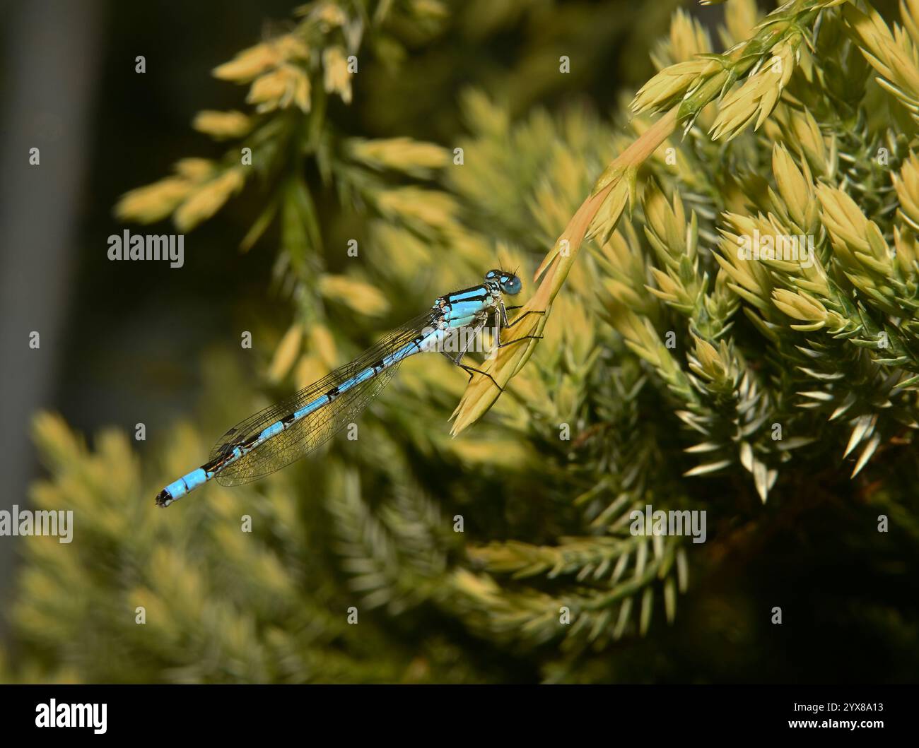 Un bel maschio Common Blue Damselfly, Enallagma cyathigerum, che riposa su un cespuglio di ginepro. Dettagli eccellenti, ben focalizzati, primi piani e luminosi. Foto Stock