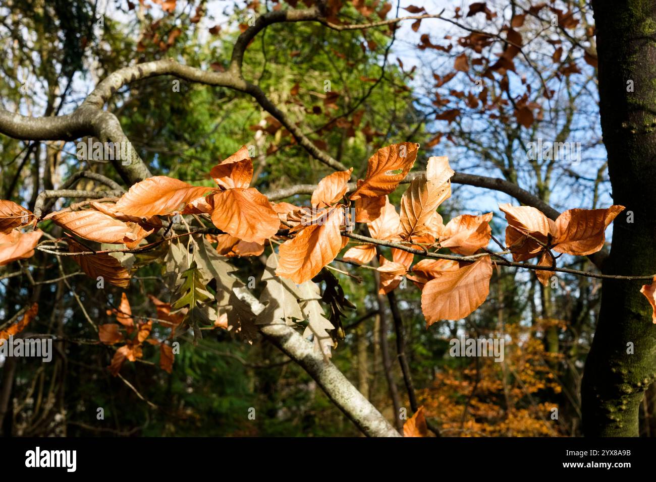 Foglie comuni di faggio (Fagus sylvatica) nell'area boschiva dell'American Museum, Bath, Somerset, Inghilterra. Foto Stock