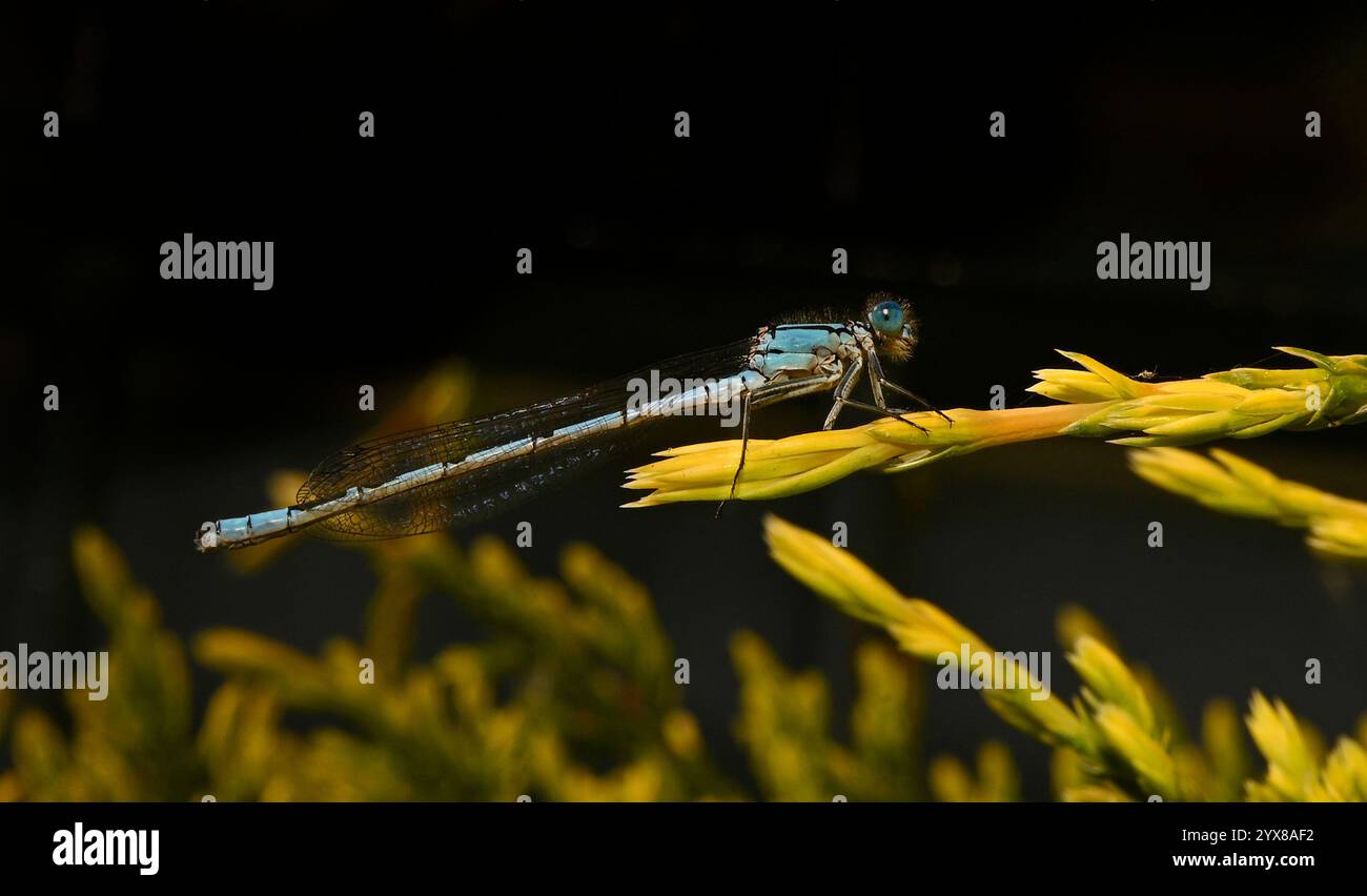 Una vista laterale di una Damselfly Blu comune, Enallagma cyathigerum, che poggia sulla vegetazione con uno sfondo scuro. Primo piano e ben concentrato. Foto Stock