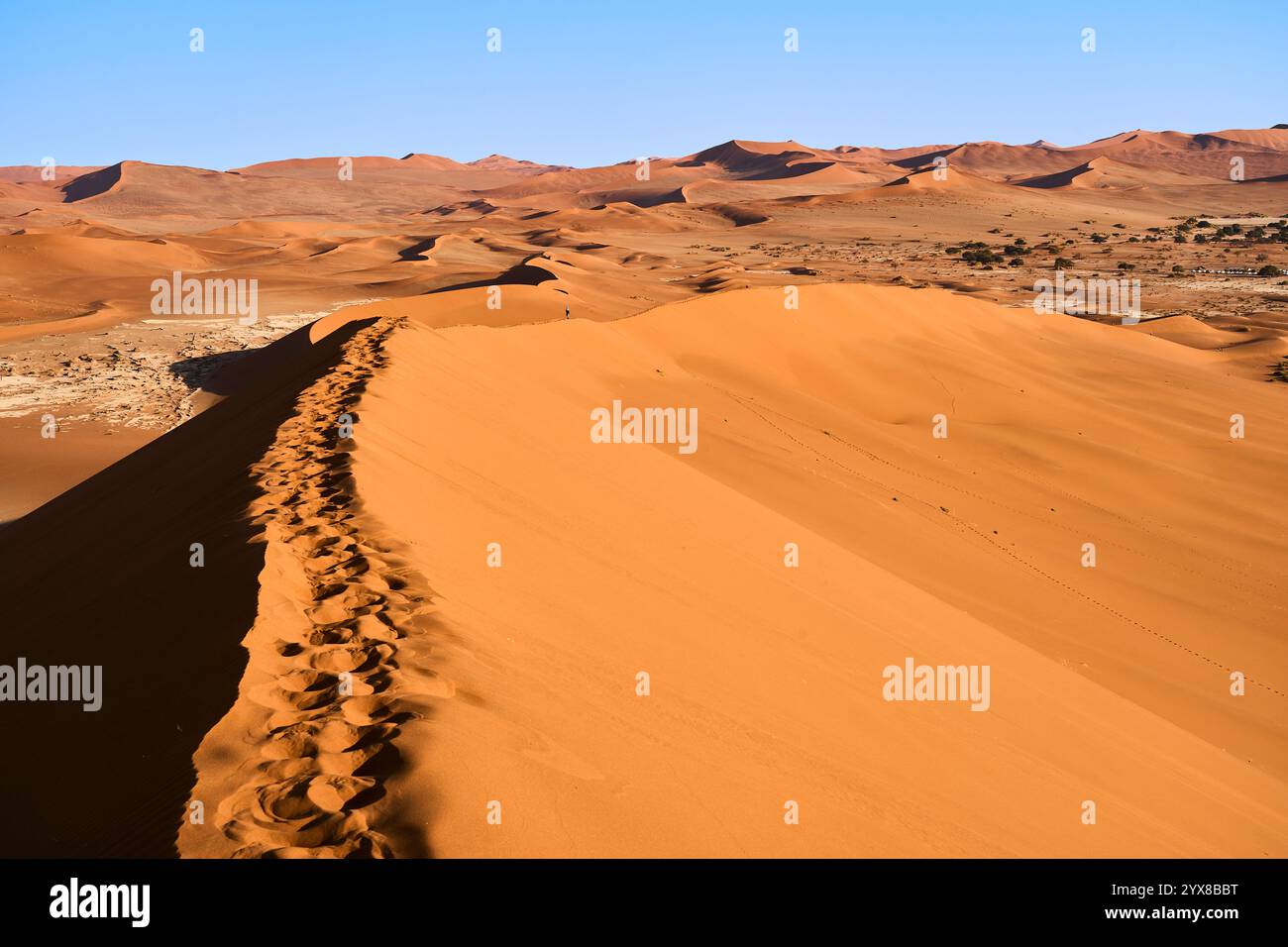 Passi nella sabbia su un crinale di una duna sulla strada per la vetta della Big Daddy Dune, Sossusvlei, Deadvlei, Sesriem National Park, Namibia, Africa. Foto Stock