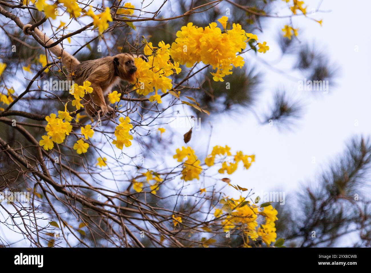 Goiania, Goias, Brasile – 15 settembre 2024: Una scimmia arroccata su un ramo di un albero di ipe giallo fiorito. Foto Stock