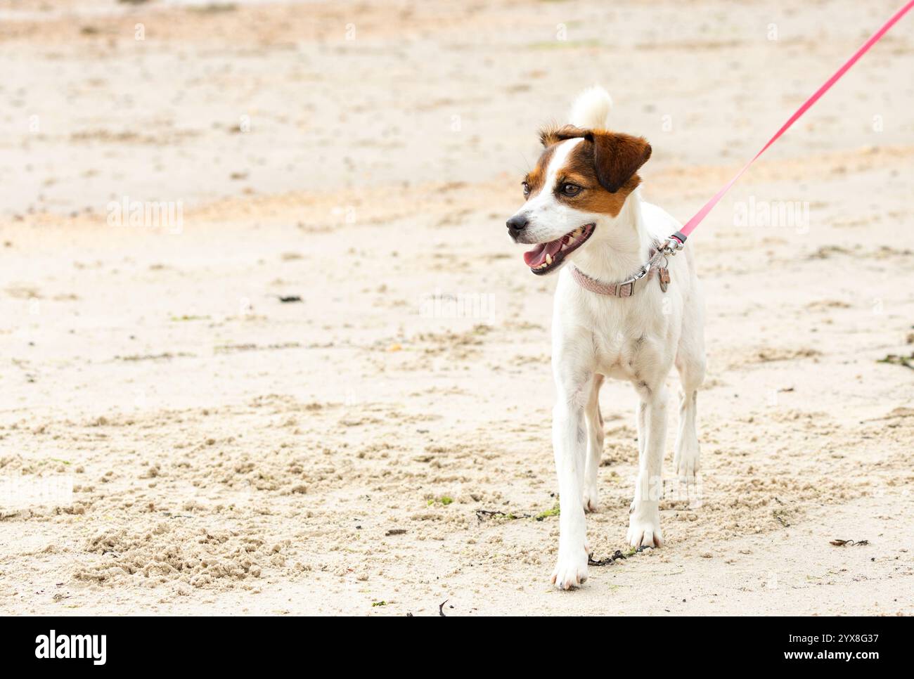 Ritratto di un carino Jack Russell Dog scattato su una spiaggia che guarda lontano dalla macchina fotografica Foto Stock