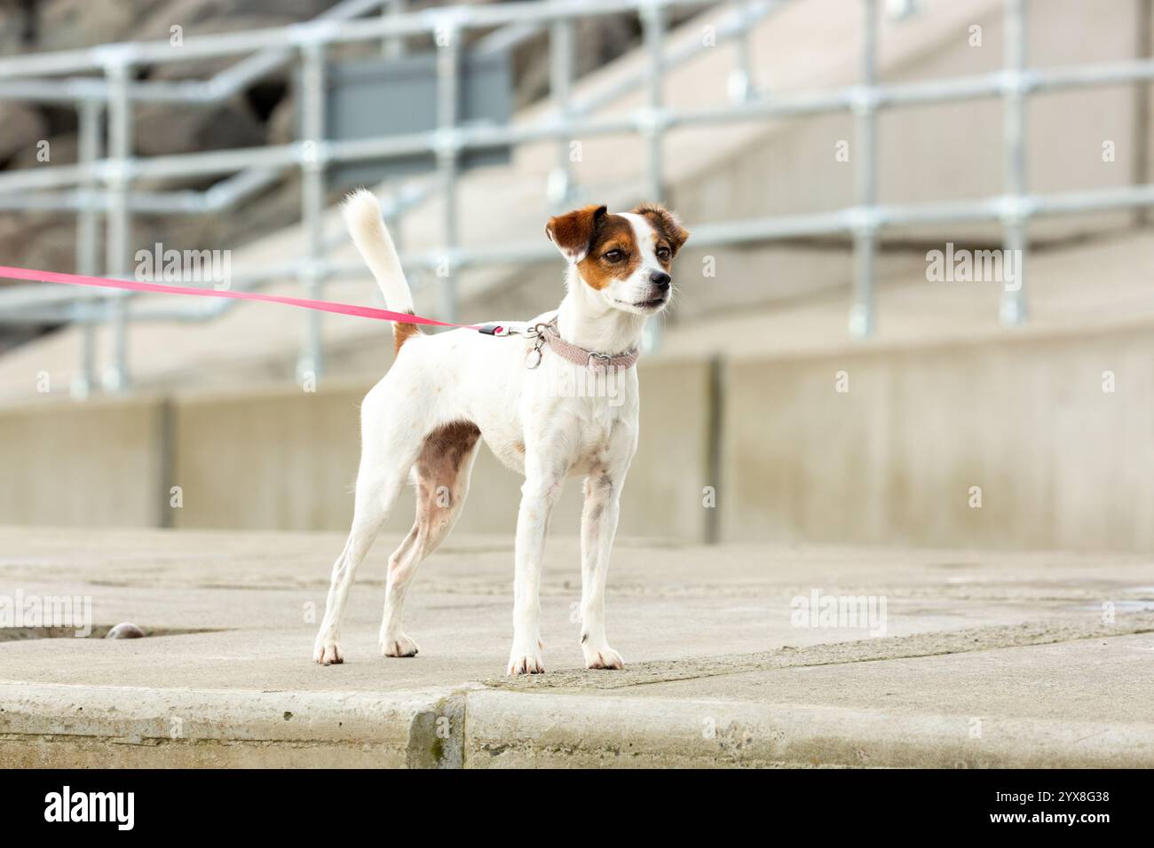 Ritratto di un carino Jack Russell Dog che guarda lontano dalla macchina fotografica Foto Stock