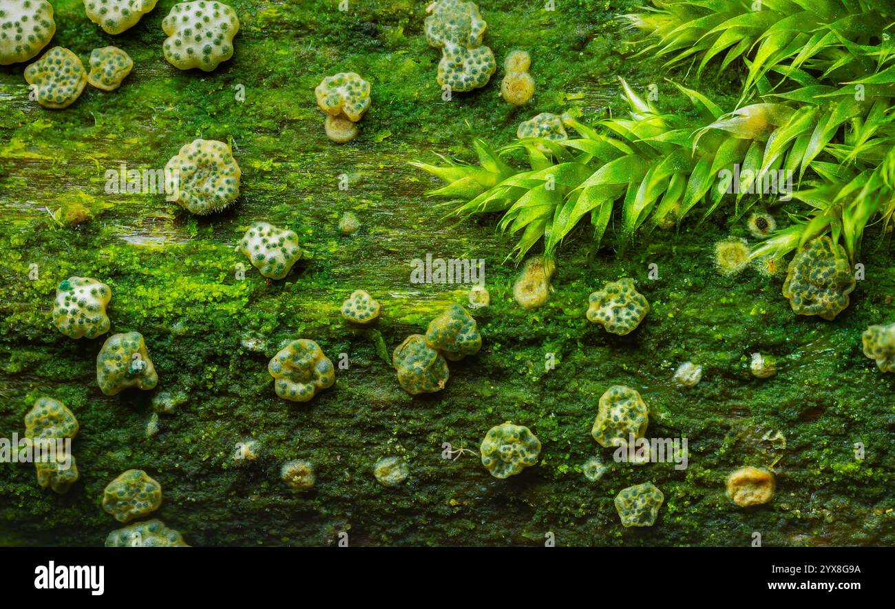 Il Trichoderma gelatinosum è una specie di fungo appartenente al genere Trichoderma. Con muschio e motivi di bellezza naturale Foto Stock