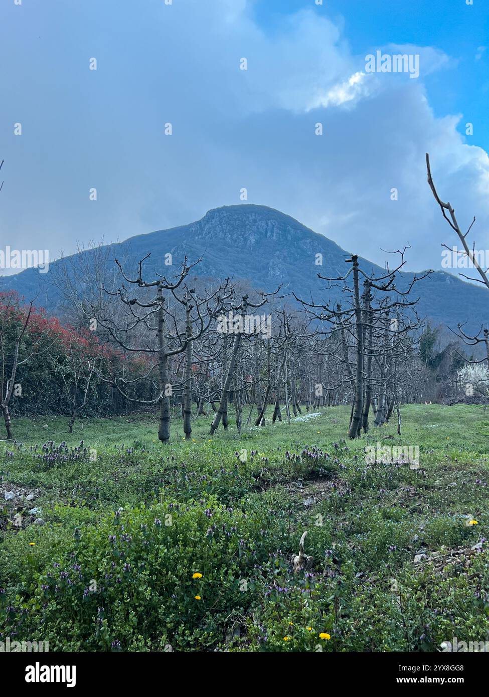 La tranquillità della fioritura delle pesche nella campagna greca Foto Stock