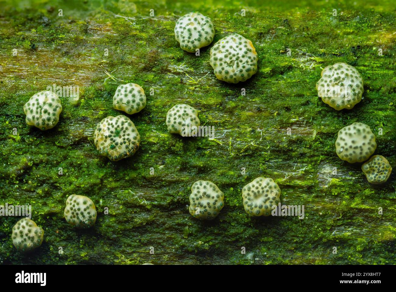 Il Trichoderma gelatinosum è una specie di fungo appartenente al genere Trichoderma. Con muschio e motivi di bellezza naturale Foto Stock