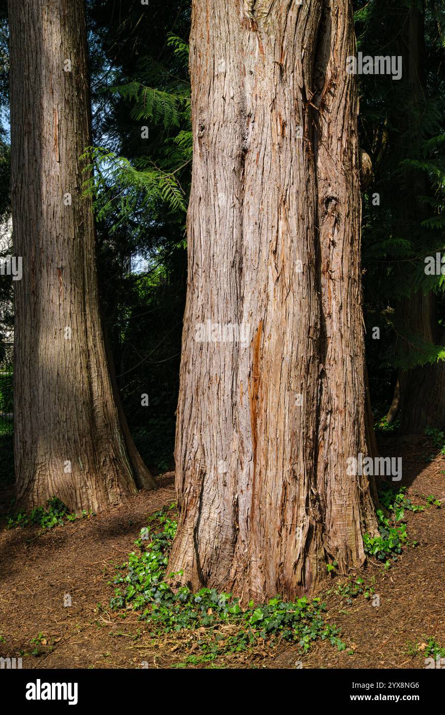 Alberi nel giardino della città di Überlingen, Baden-Württemberg, Germania. Foto Stock