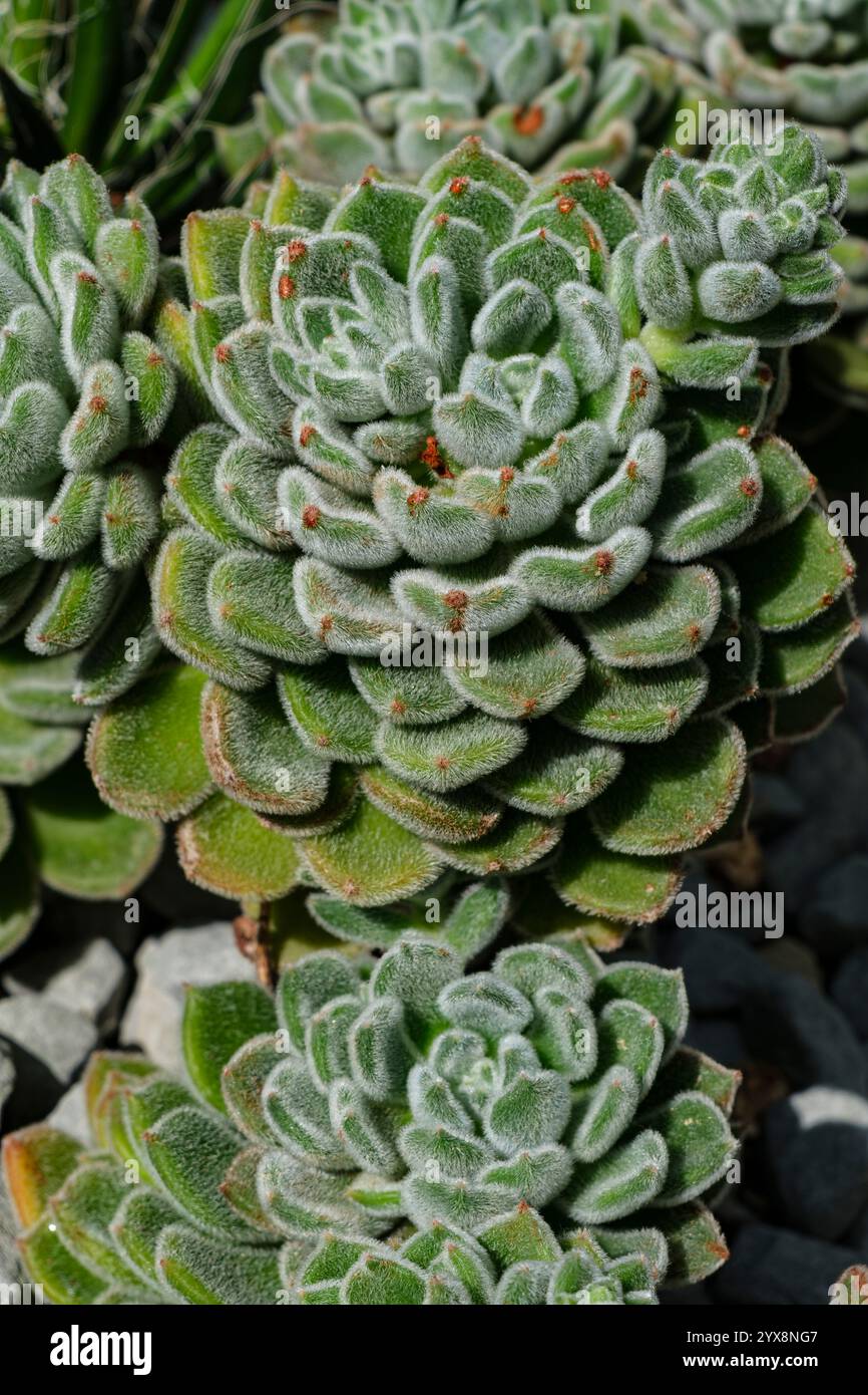 Struttura di diverse rosette di foglie di una specie di Echeveria, Überlingen Plant House, Baden-Württemberg, Germania. Foto Stock
