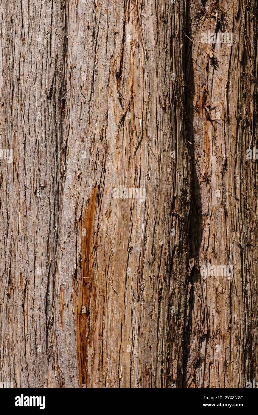 Alberi nel giardino della città di Überlingen, Baden-Württemberg, Germania. Foto Stock