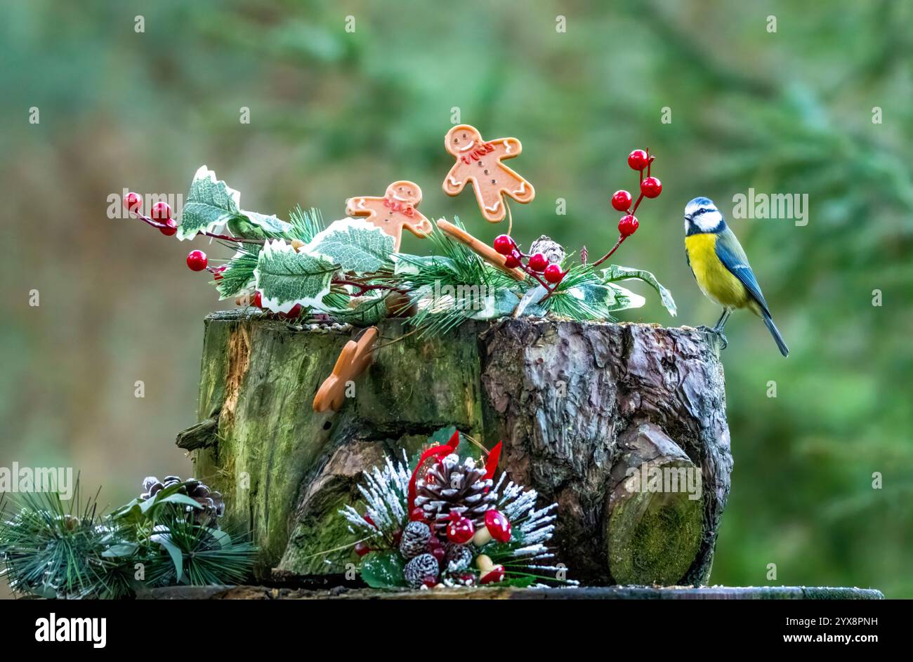 Bosco piccoli uccelli nel bosco in una scena natalizia con decorazioni Foto Stock