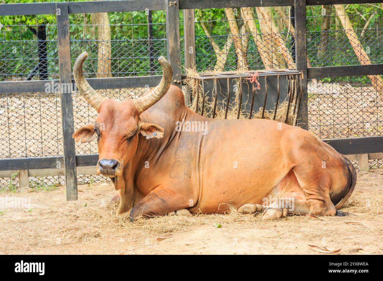 Una mucca bruna con corna stesa in una penna. La mucca sta per terra e sta riposando Foto Stock