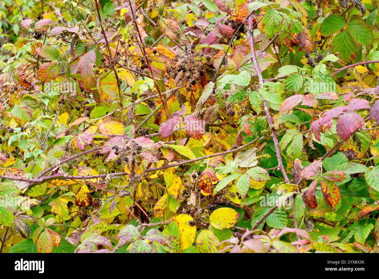 Bramble o mora (rubus fruticosus), primo piano dell'arbusto comune che si spegne in autunno, le foglie cambiano colore e la frutta è andata via. Foto Stock