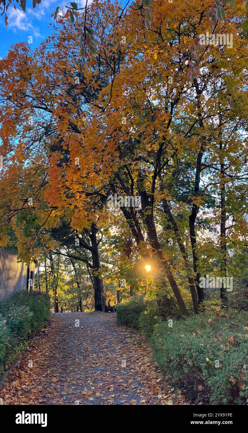 Bellissimo tramonto dietro alberi colorati mentre cammini su una strada di ghiaia. Foto scattata a Nacka, Stoccolma novembre 2024. - Immagine stock catturata con smartphone