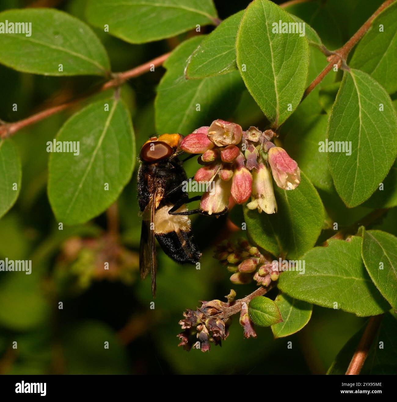 Un'Hoverfly, una mosca Pellucida, Volucella pellucens, che si nutre del nettare di Coralberry. Primo piano, ben focalizzato, buoni dettagli e uno sfondo naturale. Foto Stock