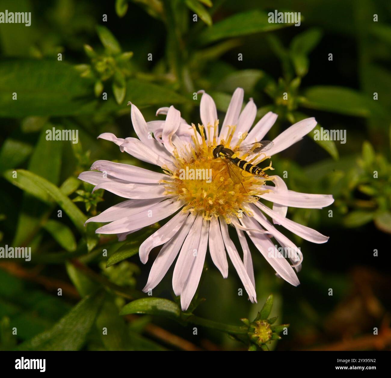Una vista dall'alto di un lungo hoverfly, Sphaerophoria scripta, che si nutre di un fiore di Aster. Pollenante, primo piano, ben focalizzato con sfondo verde naturale. Foto Stock