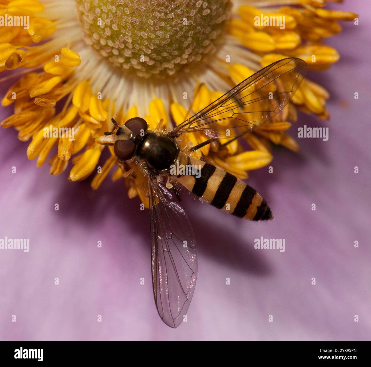 Un primo piano molto ben focalizzato, vista dall'alto, di una meliscaeva macchiata, Melisceva auricollis, che si nutre di polline anemone. Gli Halteres sono chiaramente visibili. Foto Stock
