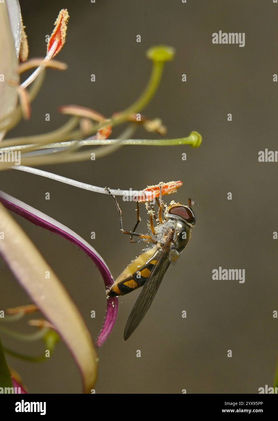 Vista laterale di una meliscaeva macchiata, Melisceva auricollis, che si nutre di polline di caprifoglio. Primo piano, ben concentrato con il polline sull'hoverfly. Foto Stock