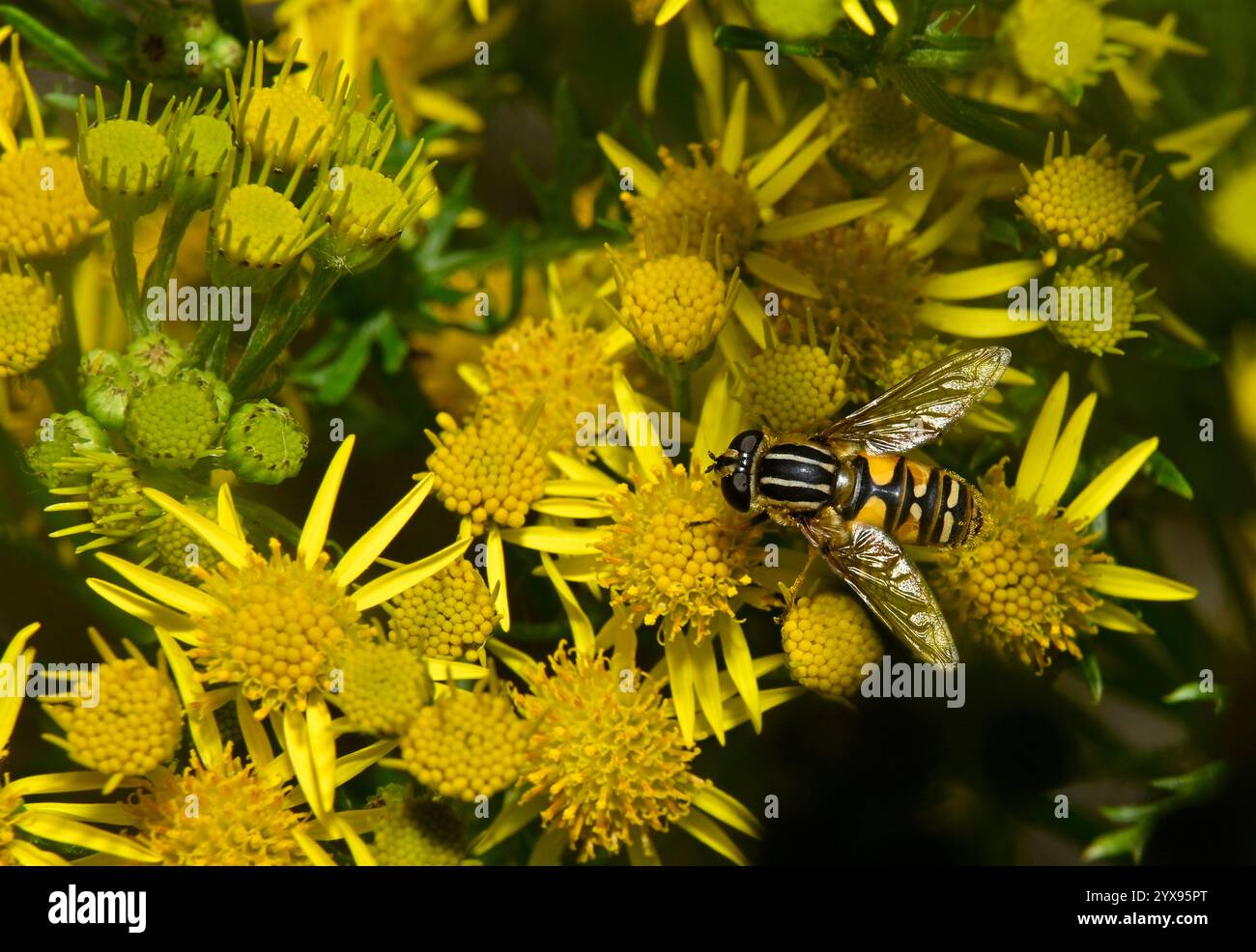 Una mosca del Sole, Hoverfly, Helophilus Pendulus, nutrendosi di un fiore. Si distingue per i colori intensi e per i dettagli. Primo piano e ben concentrato. All'aperto. Foto Stock