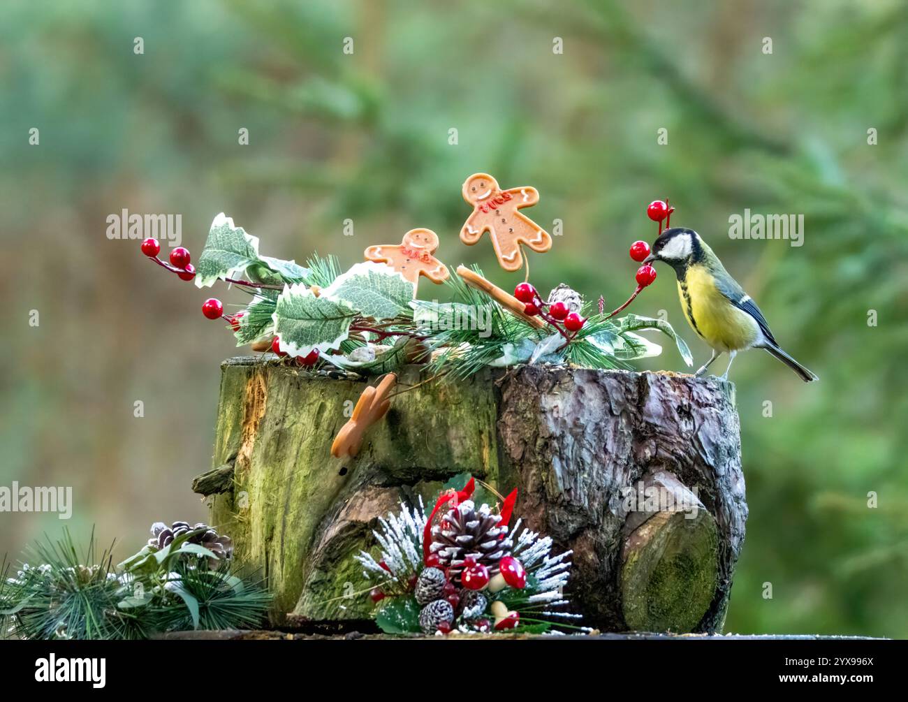 Bosco piccoli uccelli nel bosco in una scena natalizia con decorazioni Foto Stock