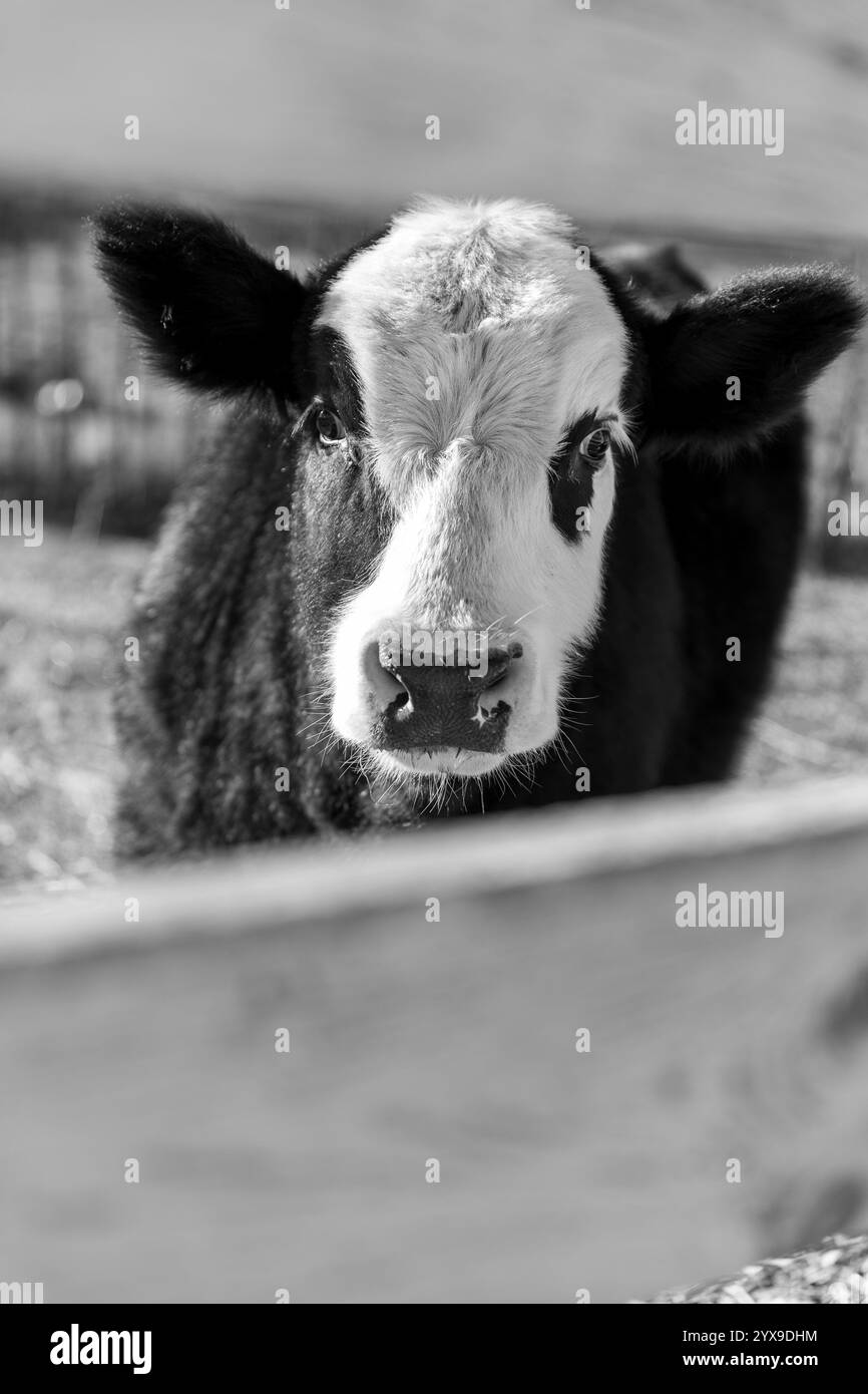 Foto in bianco e nero di un bestiame domestico Foto Stock