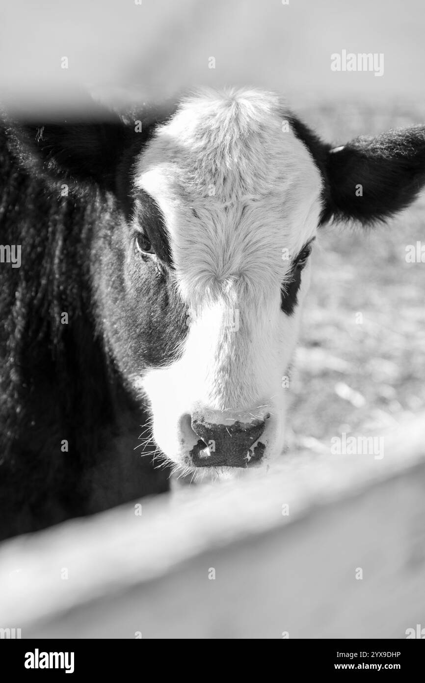 Foto in bianco e nero di un bestiame domestico Foto Stock