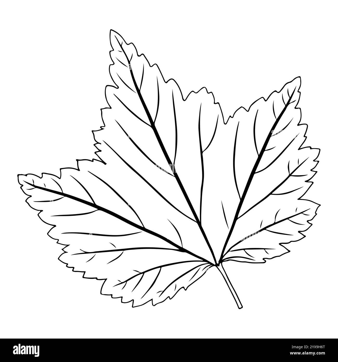 Foglia di ribes in stile doodle. Illustrazione vettoriale isolata su sfondo bianco. Illustrazione Vettoriale