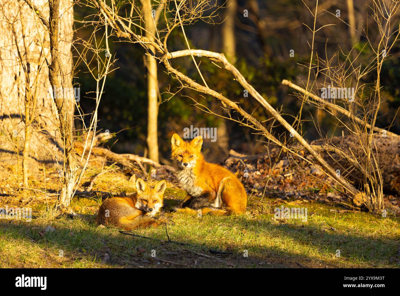 Un paio di volpi rosse sedute ai margini della foresta Foto Stock