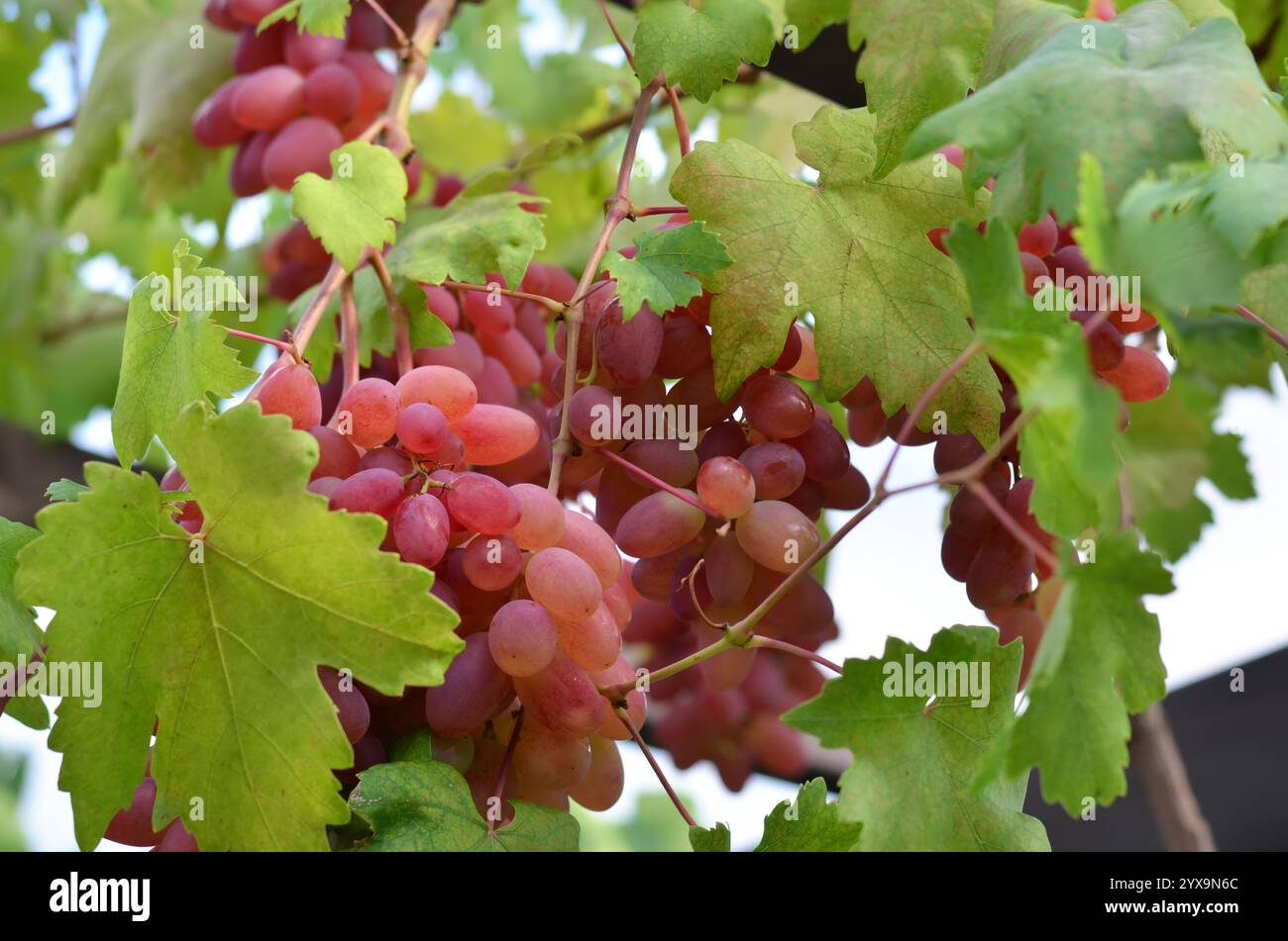 Grappoli di uva rosa matura su un vitigno tra il fogliame verde. Concetto di giardinaggio biologico. Foto Stock