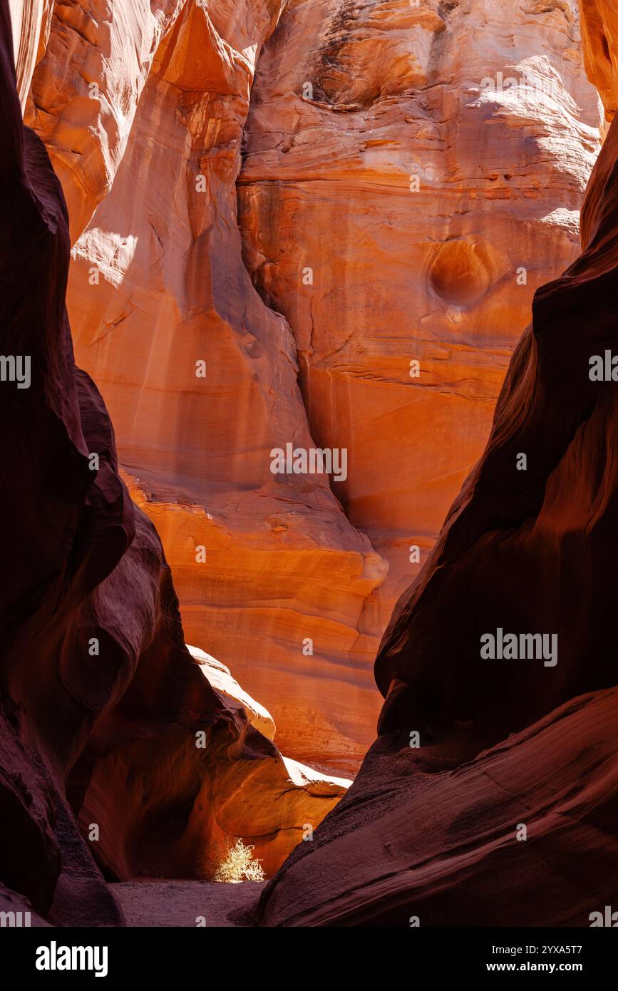 Le pareti del canyon Owl formano una freccia che punta e illumina il piccolo cespuglio che cresce sul fondo del canyon. Vicino a Page, Arizona. Foto Stock