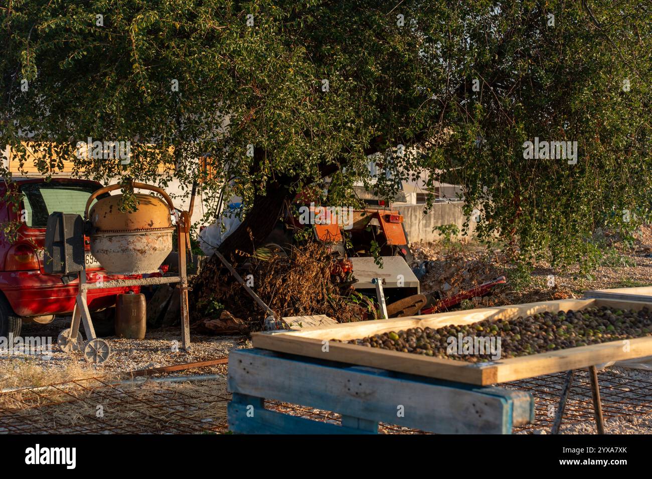 Olive appena raccolte disposte ad asciugare su vassoi di legno in ambiente agricolo rustico con macchinari e una vecchia auto rossa sotto grandi alberi. Concetto di organizzazione Foto Stock