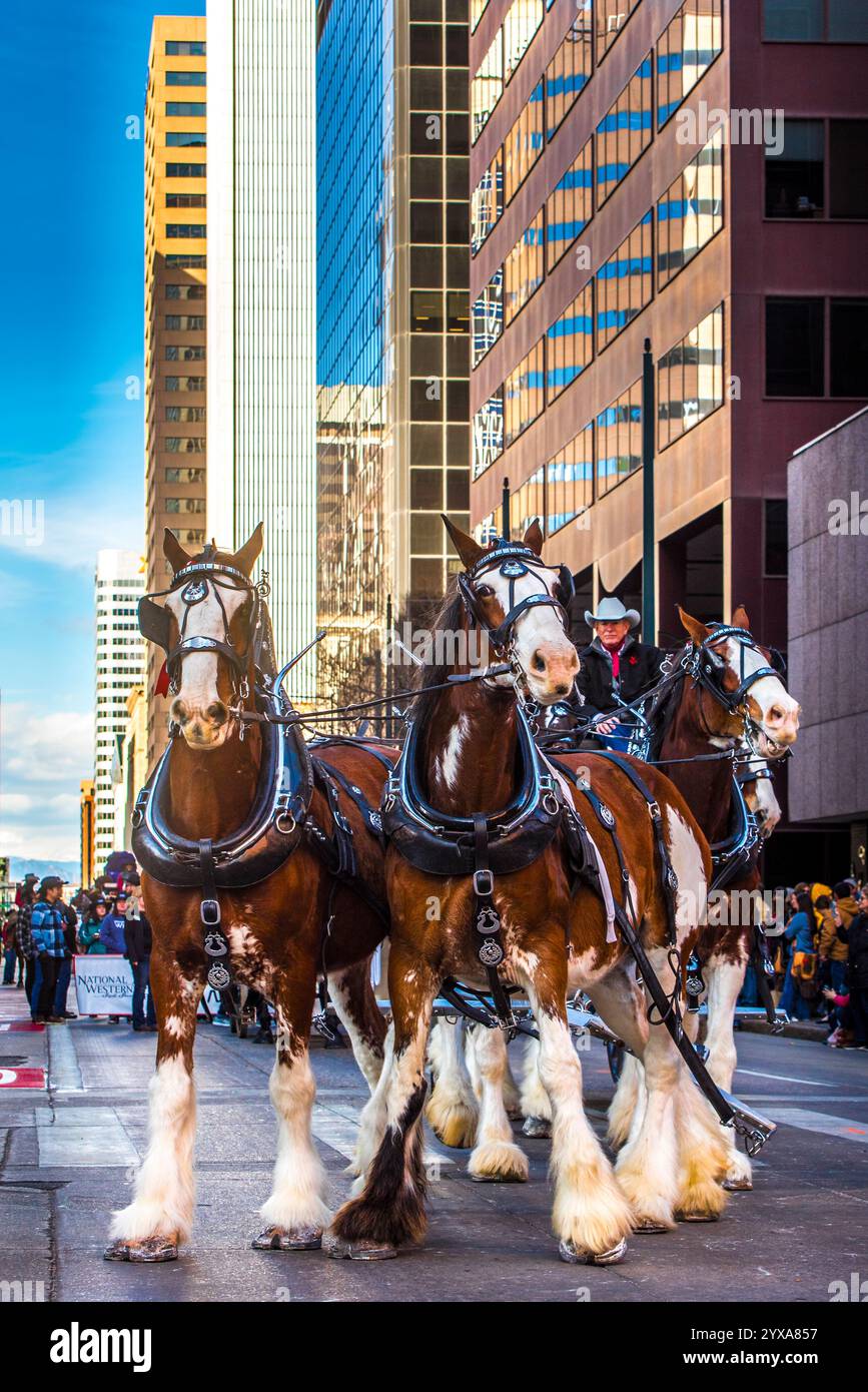 Clydesdales nel centro di Denver Foto Stock