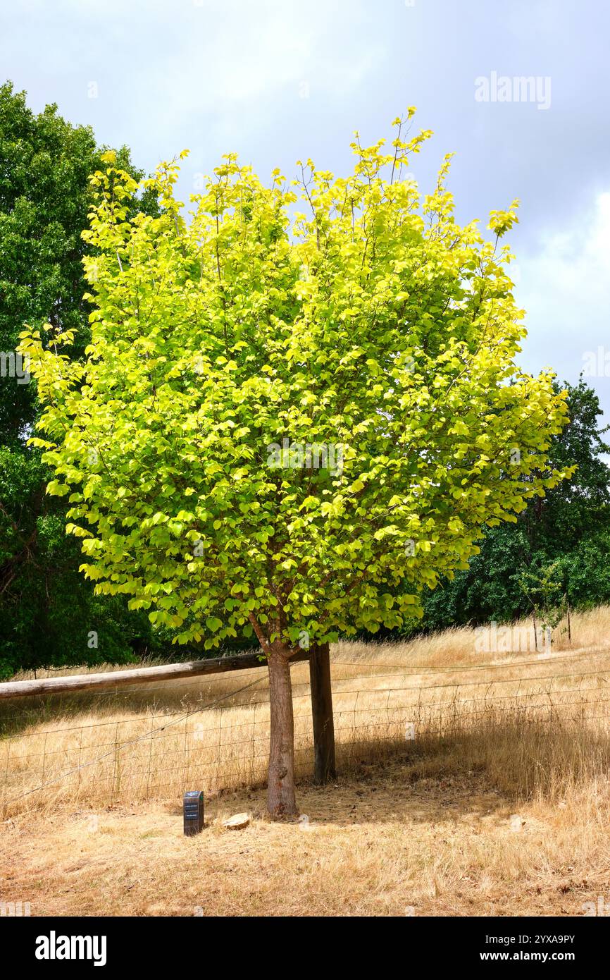 Un olmo d'oro, Ulmus glabra 'lutescens', una cultivar da giardino con fogliame d'oro nel Golden Valley Tree Park, Balingup, nel sud-ovest dell'Australia occidentale. Foto Stock