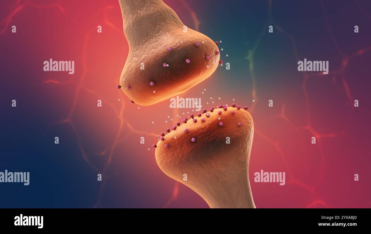 Recettori cerebrali attivati dal legame dei farmaci oppioidi Foto Stock
