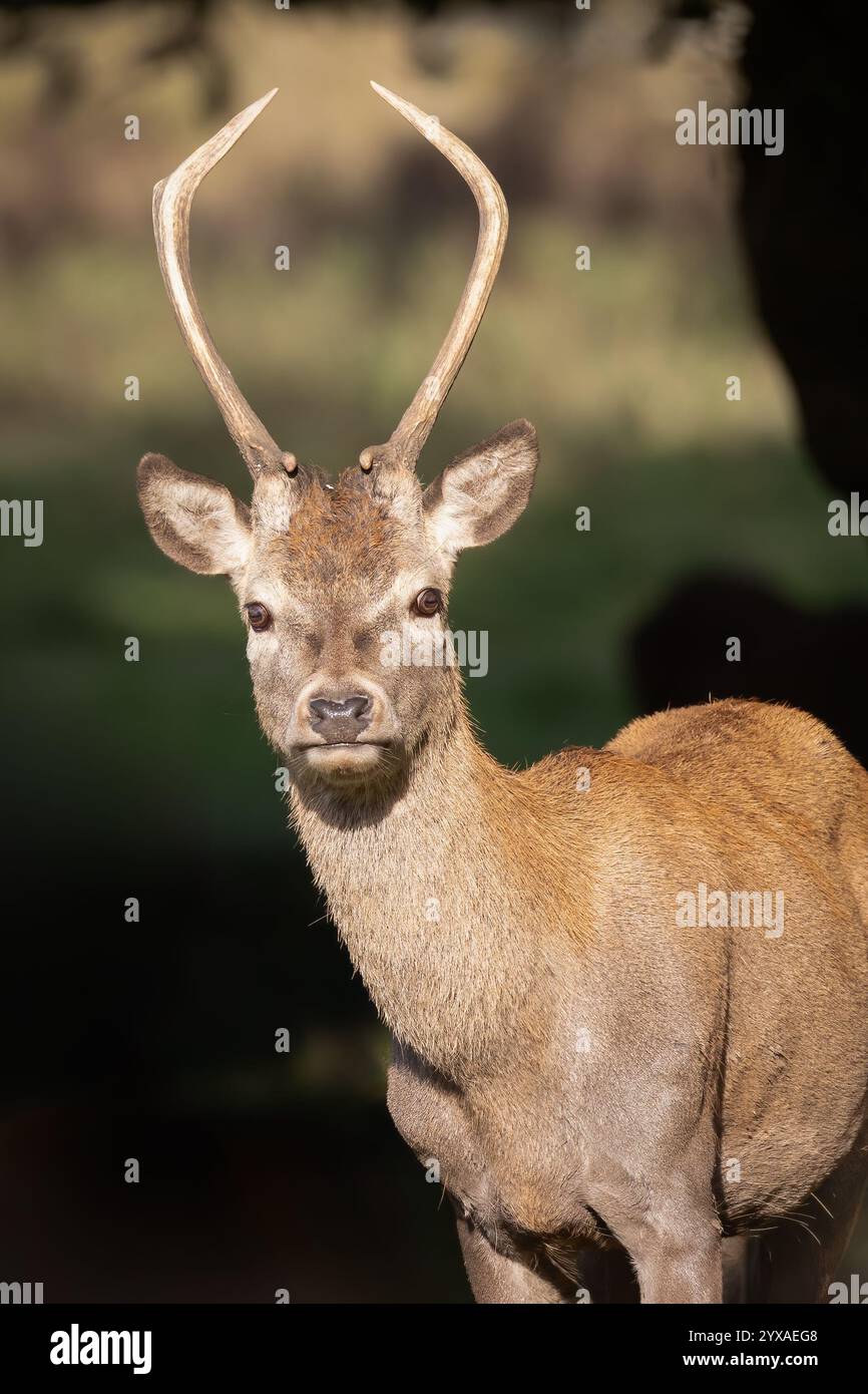 un ritratto di un giovane cervo rosso con un solo dente. Sta fissando direttamente la telecamera e crea una copertina ideale per una pagina intera o una rivista Foto Stock