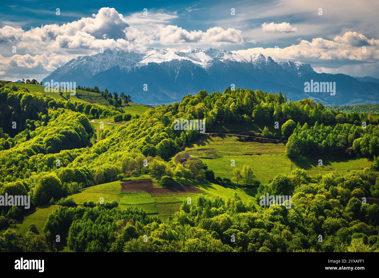 Splendido paesaggio rurale primaverile con foresta verde fresca sul pendio, montagne innevate di Bucegi sullo sfondo, Holbav, Romania, Europa Foto Stock