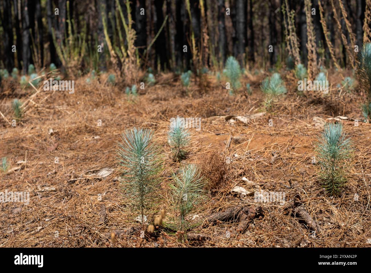 giovani piantine di pino nella foresta - recupero della natura dopo l'incendio Foto Stock