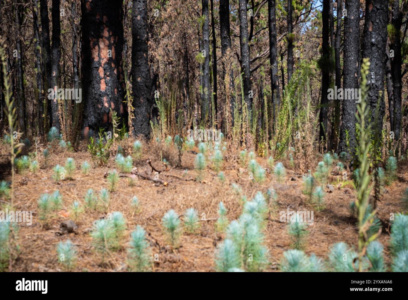 giovani piantine di pino nella foresta - recupero della natura dopo l'incendio Foto Stock