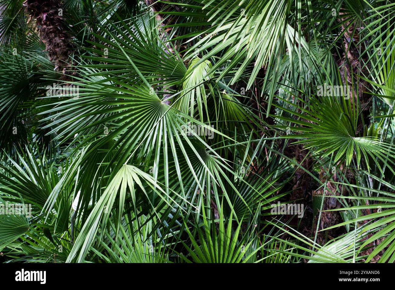 sfondo di palme, palme, foglie di amici. Foto Stock
