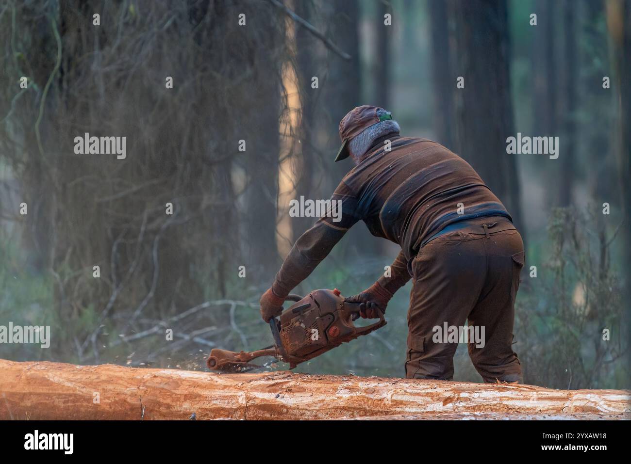 Un operaio forestale taglia un albero nella foresta Foto Stock