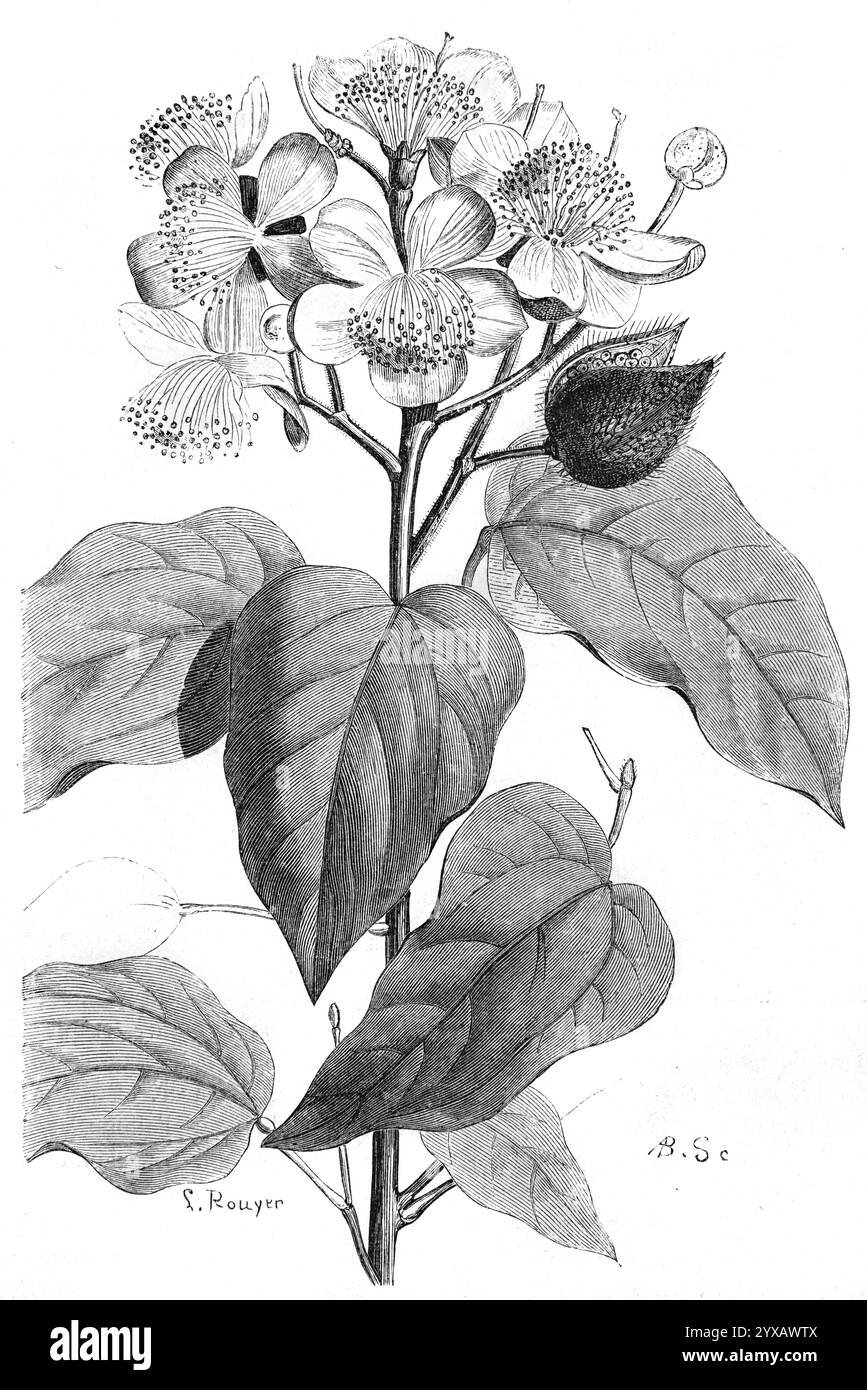 Fiori o fioritura Bixo orellana, conosciuta come Achiote o il rossetto, un arbusto o piccolo albero originario del Sud America. Incisione vintage o storica o illustrazione 1864 Foto Stock